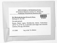 Image of Disciseda bovista